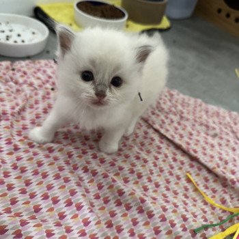 chaton Ragdoll Apash - lilac mink bicolore aec flamme EI L'Eden du Gival chaton Ragdoll Apash - lilac mink bicolore aec flamme EI L'Eden du Gival