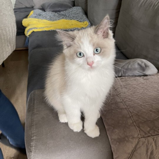 THE NEPTUNE de L'Eden du Gival Femelle Ragdoll