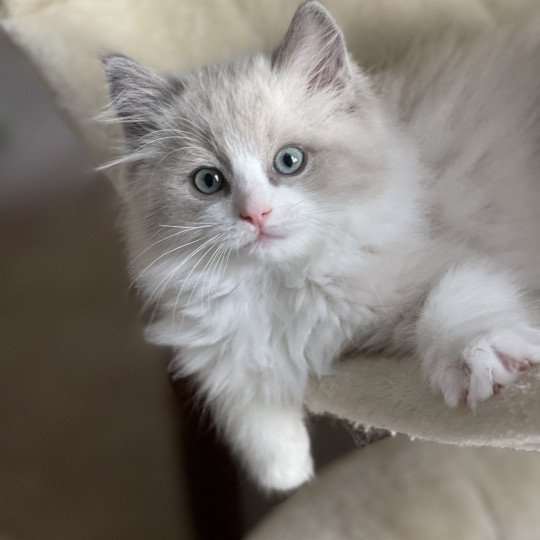 TIO EUSTACHE de L'Eden du Gival Mâle Ragdoll