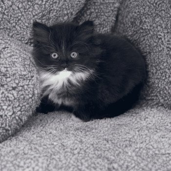 chaton Ragdoll black mitted AELYS EI L'Eden du Gival