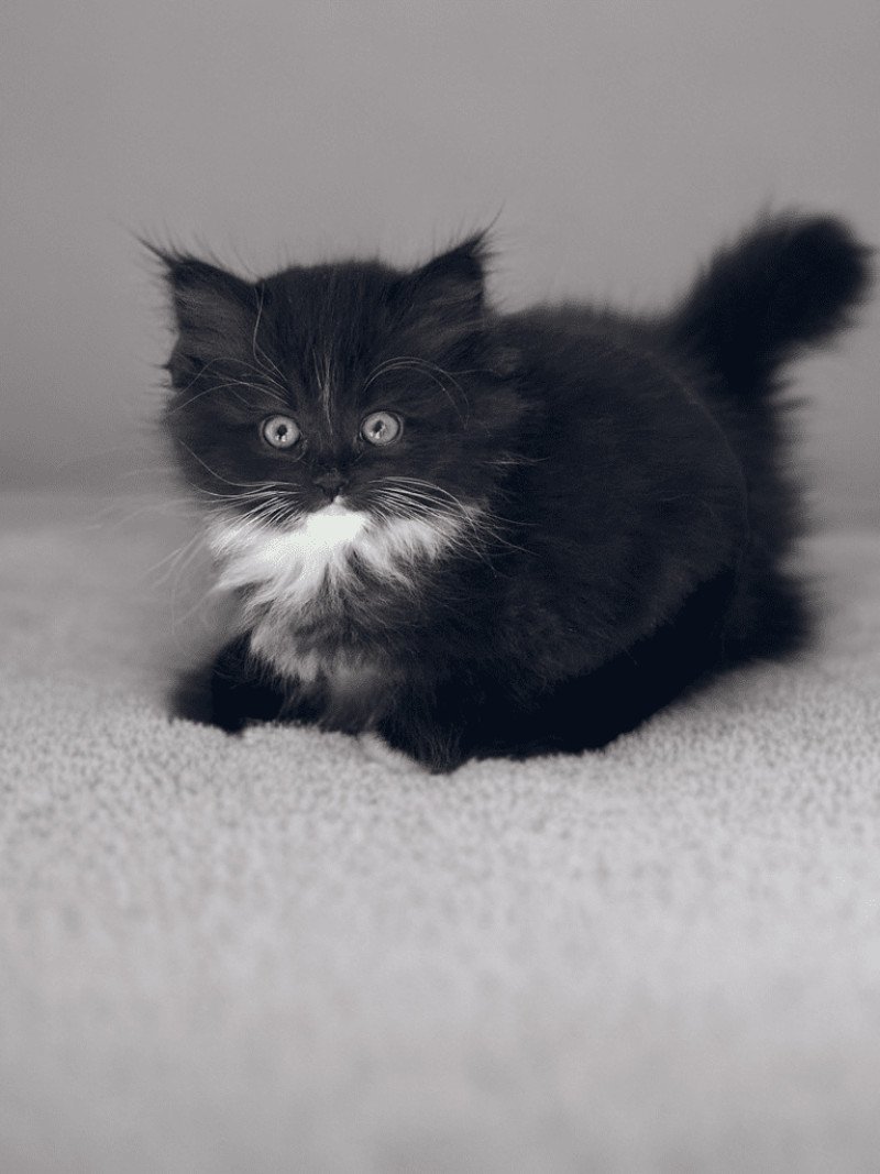 AELYS de L'Eden du Gival Femelle Ragdoll