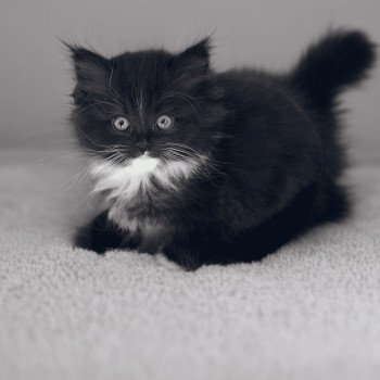 chaton Ragdoll black mitted AELYS EI L'Eden du Gival