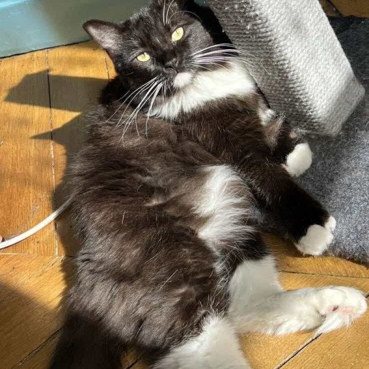 WATARI SUSU de L'Eden du Gival Femelle Ragdoll