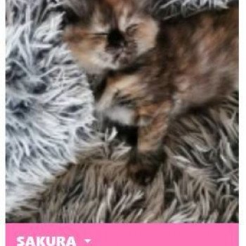 chat Ragdoll black tortie SAKURA L'Eden du Gival