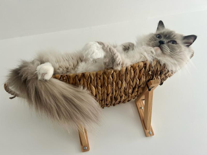 SOHAN de L'Eden du Gival Mâle Ragdoll