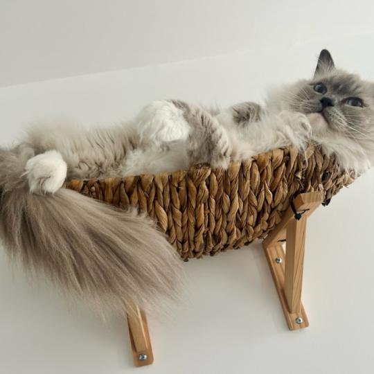 SOHAN de L'Eden du Gival Mâle Ragdoll