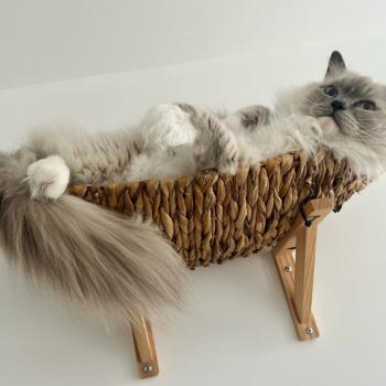 SOHAN de L'Eden du Gival Mâle Ragdoll