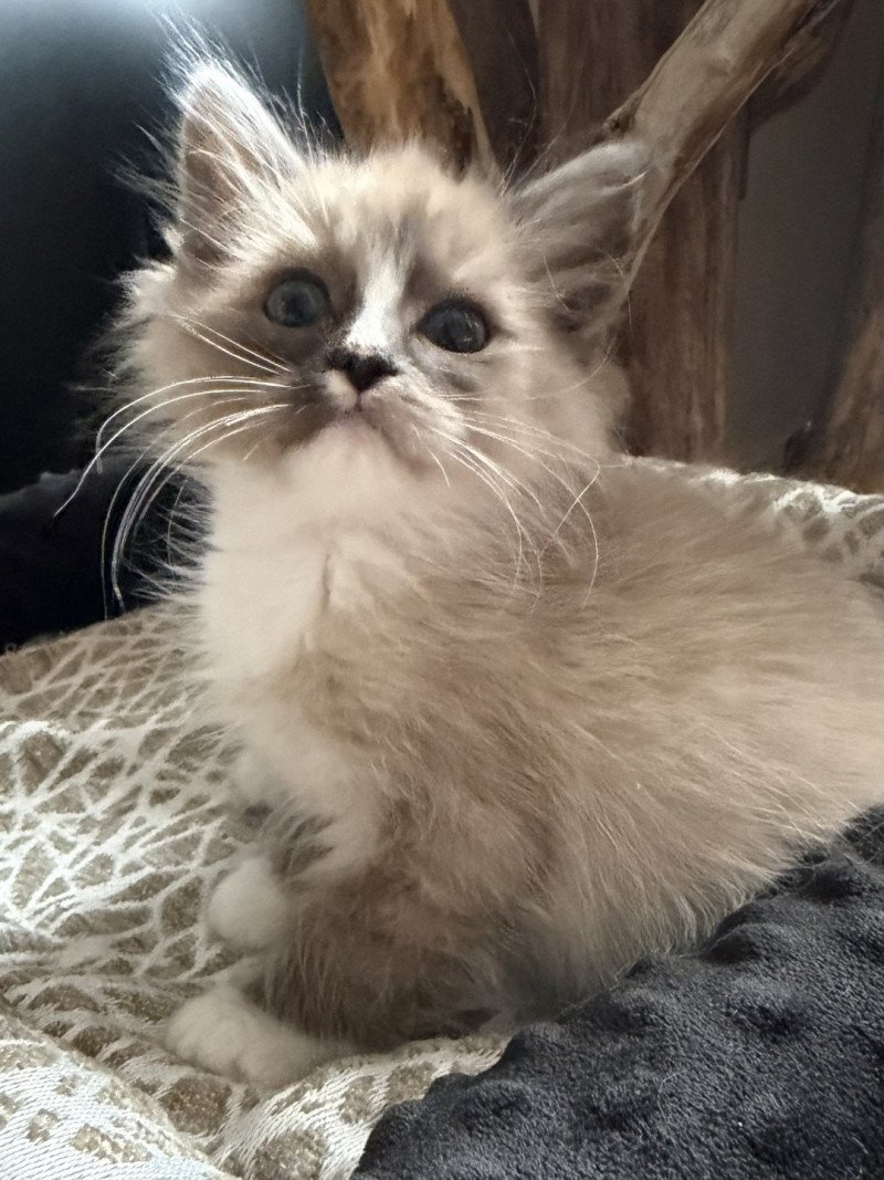 Albus de L'Eden du Gival Mâle Ragdoll