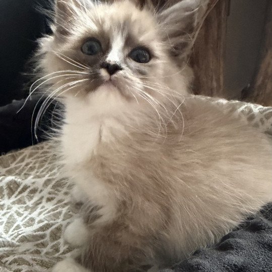 Albus de L'Eden du Gival Mâle Ragdoll