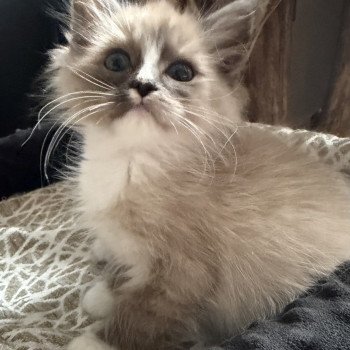 chaton Ragdoll seal smoke mink mitted Albus EI L'Eden du Gival