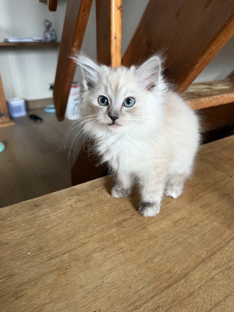 Alliwell de L'Eden du Gival Femelle Ragdoll