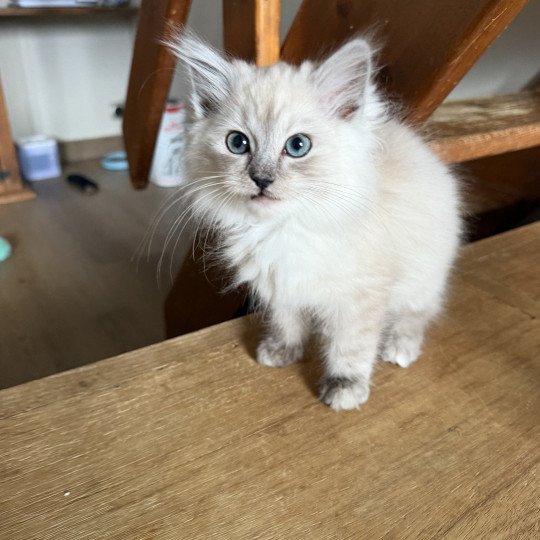 Alliwell de L'Eden du Gival Femelle Ragdoll