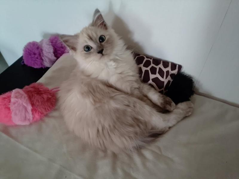 Alliwell de L'Eden du Gival Femelle Ragdoll