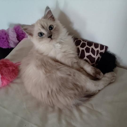 Alliwell de L'Eden du Gival Femelle Ragdoll