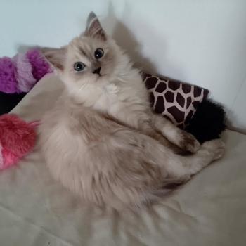 chaton Ragdoll seal smoke mink Alliwell EI L'Eden du Gival
