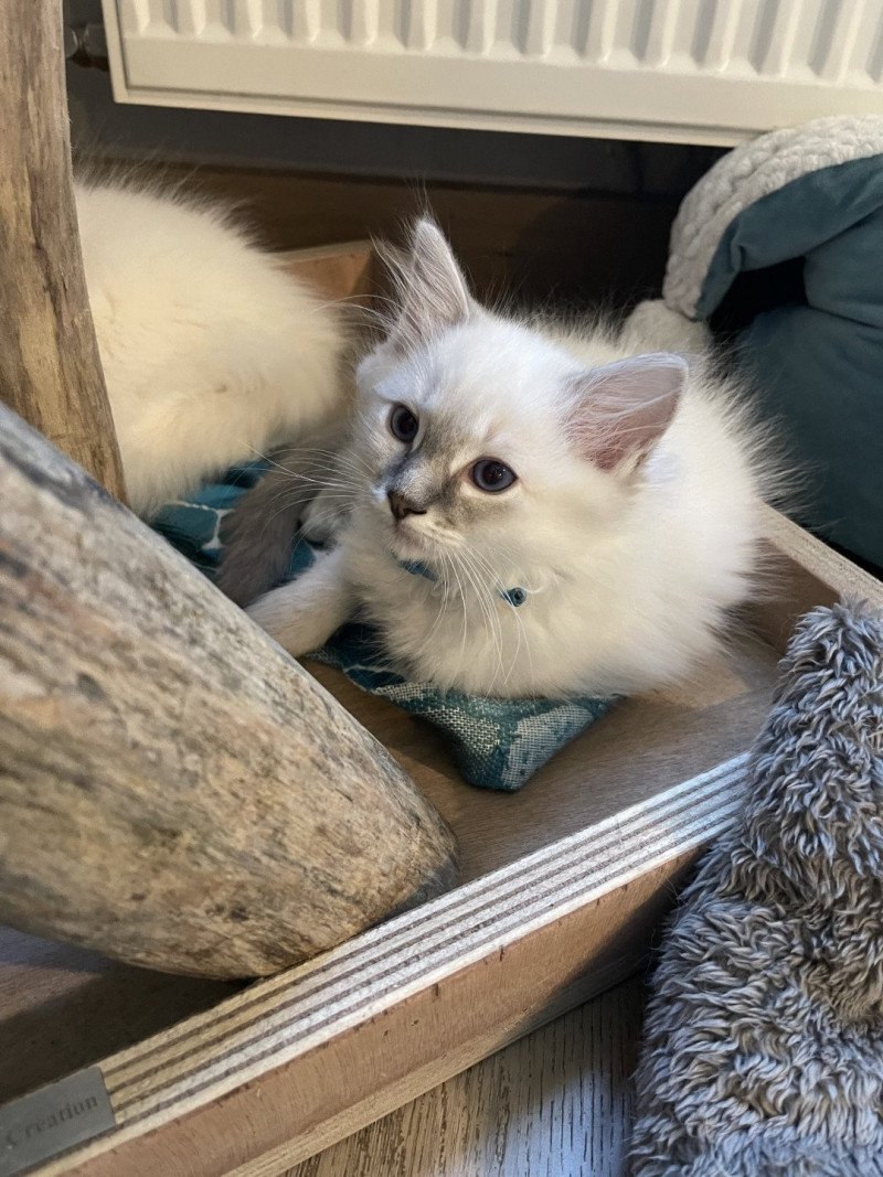 Uby de L'Eden du Gival Mâle Ragdoll Uby de L'Eden du Gival Mâle Ragdoll