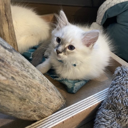 Uby de L'Eden du Gival Mâle Ragdoll