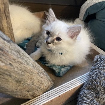 chaton Ragdoll blue tabby point Uby EI L'Eden du Gival