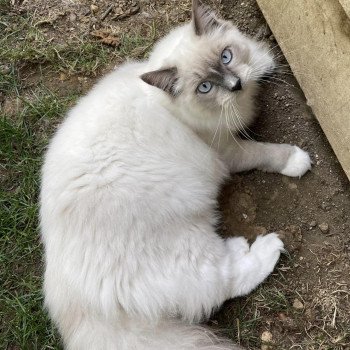 chaton Ragdoll blue mitted TITE PRUNELLE L'Eden du Gival