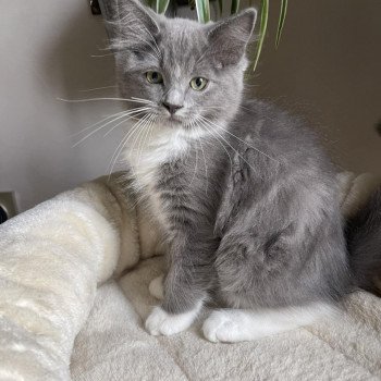 chaton Ragdoll blue mitted TITE PRUNELLE L'Eden du Gival