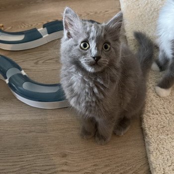 chaton Ragdoll blue THYA L'Eden du Gival