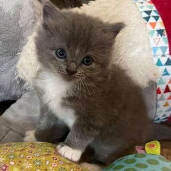 chaton Ragdoll blue mitted SHERLOCK Les Ragdolls De L'Eden du Gival