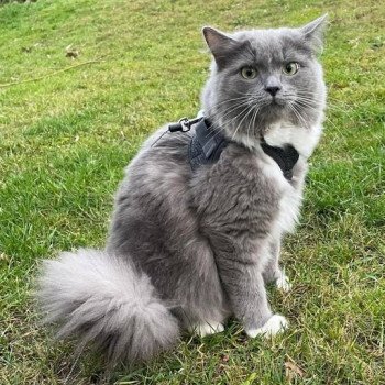 chaton Ragdoll blue mitted SHERLOCK L'Eden du Gival