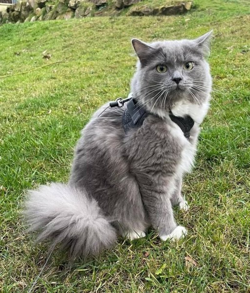 SHERLOCK de L'Eden du Gival Mâle Ragdoll SHERLOCK de L'Eden du Gival Mâle Ragdoll