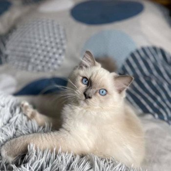 chat Ragdoll blue point mitted CALYPSO Les Ragdolls De L'Eden du Gival