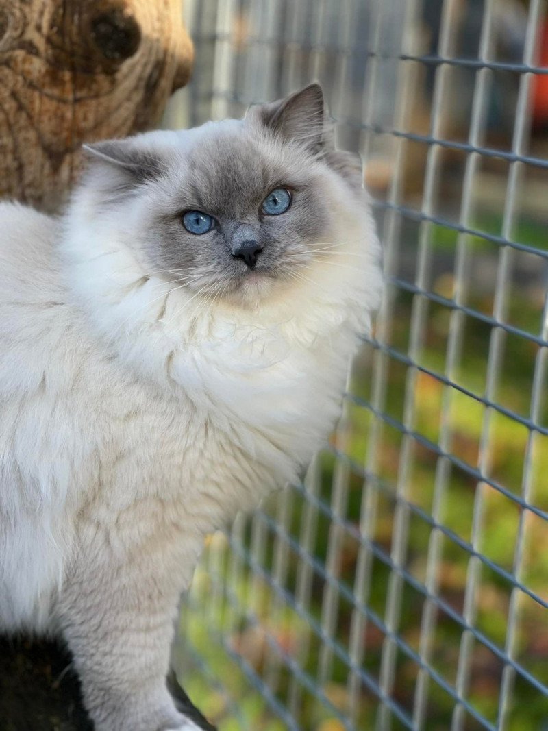 DK FJORDAEKKEN'S CALYPSO Mâle Ragdoll