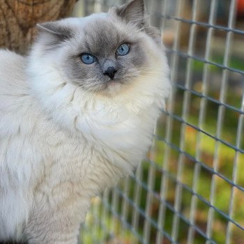 chat Ragdoll blue point mitted CALYPSO L'Eden du Gival