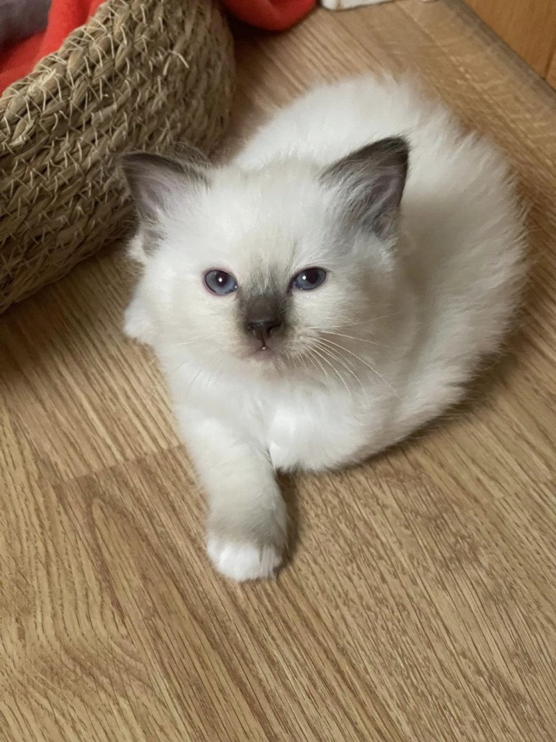 Uguette de L'Eden du Gival Femelle Ragdoll Uguette de L'Eden du Gival Femelle Ragdoll
