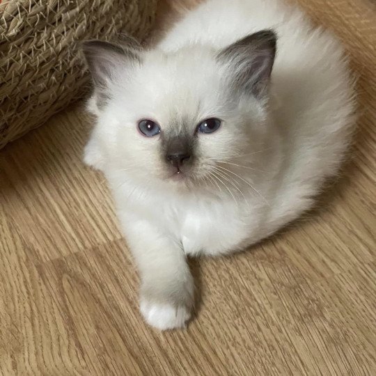 Uguette de L'Eden du Gival Femelle Ragdoll