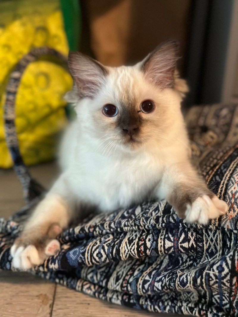 Uguette de L'Eden du Gival Femelle Ragdoll