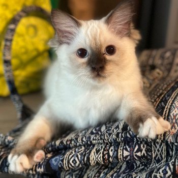 chaton Ragdoll chocolate point mitted Uguette EI L'Eden du Gival