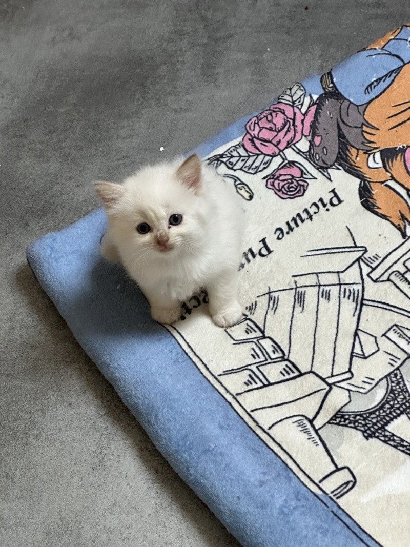 AMBRE de L'Eden du Gival Femelle Ragdoll