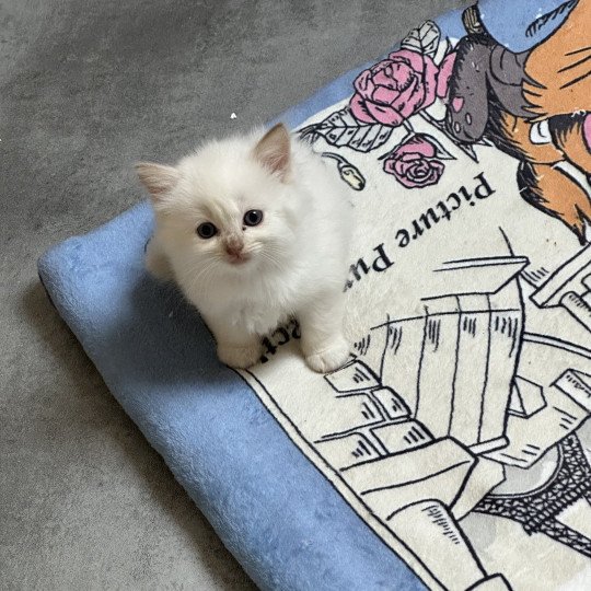 AMBRE de L'Eden du Gival Femelle Ragdoll