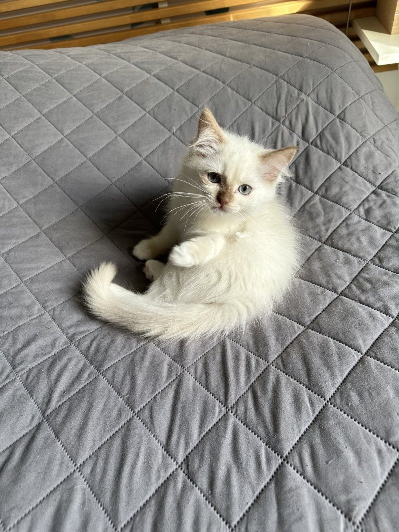 AMBRE de L'Eden du Gival Femelle Ragdoll