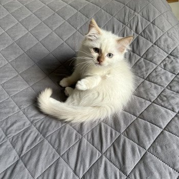 chaton Ragdoll cinnamon mink AMBRE EI L'Eden du Gival