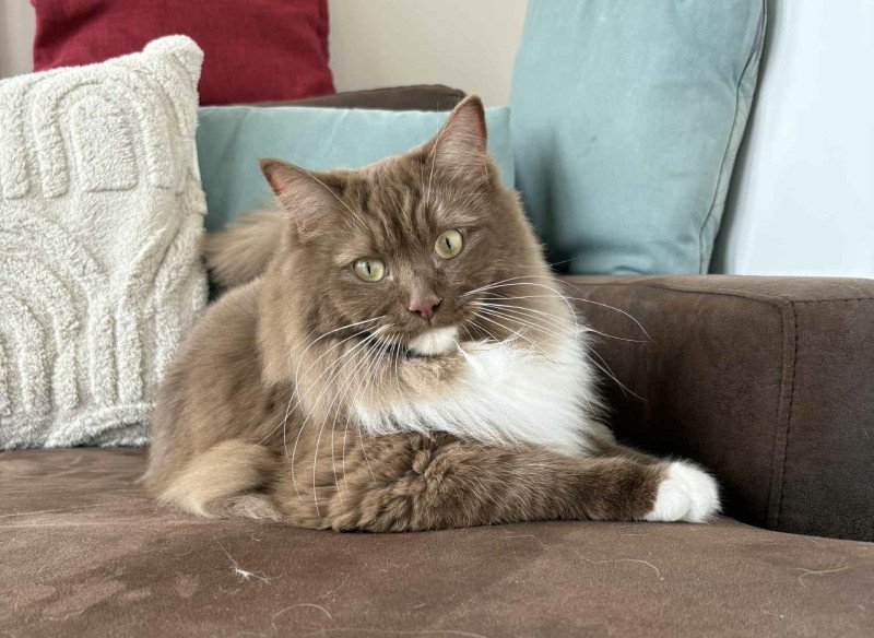 WINKY de L'Eden du Gival Mâle Ragdoll