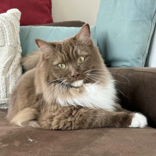 WINKY de L'Eden du Gival Mâle Ragdoll