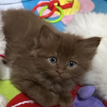 chaton Ragdoll cinnamon VAUBAN EI L'Eden du Gival