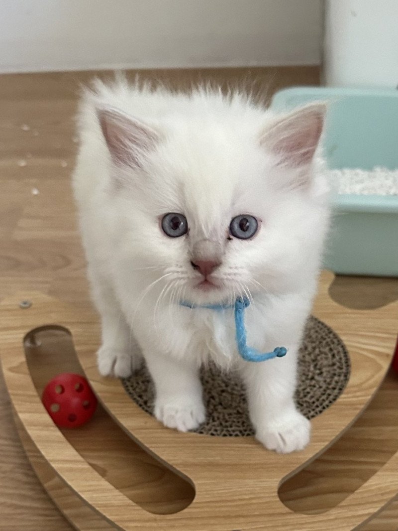 YOSHI de L'Eden du Gival Mâle Ragdoll