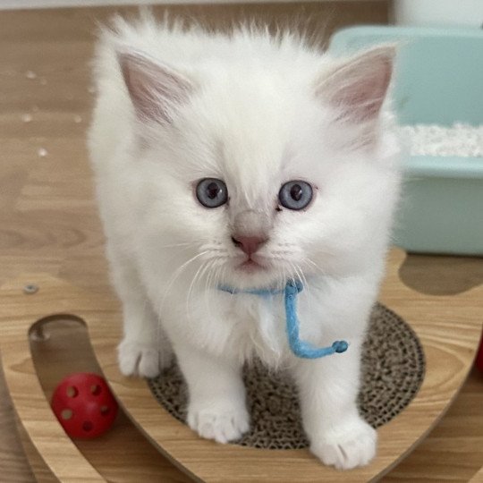 YOSHI de L'Eden du Gival Mâle Ragdoll