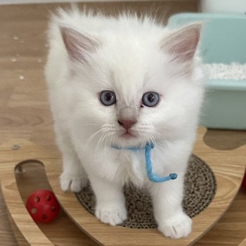 chaton Ragdoll YOSHI EI L'Eden du Gival