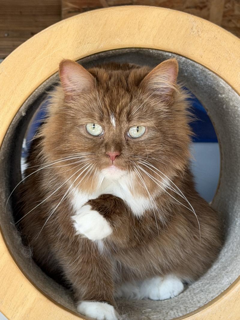 VAIA Femelle Ragdoll