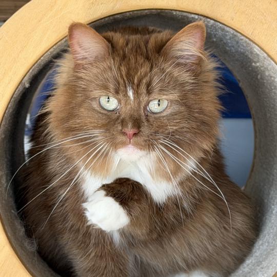 VAIA Femelle Ragdoll