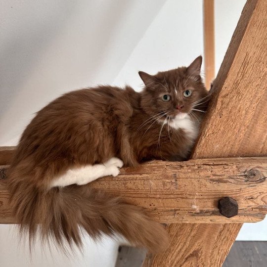 VAIA Femelle Ragdoll
