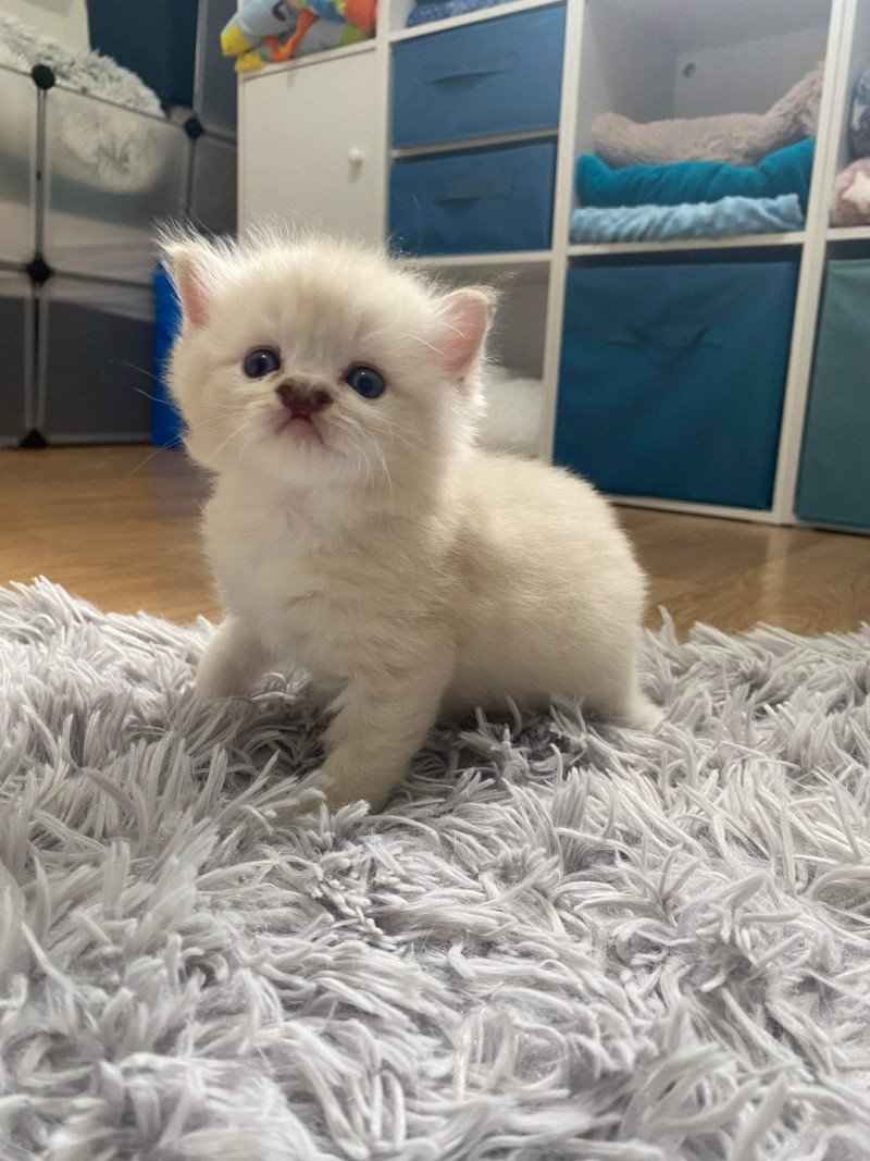 Utoo de L'Eden du Gival Mâle Ragdoll