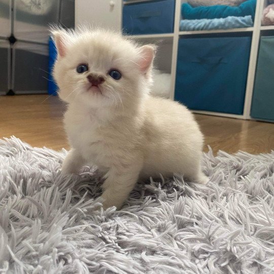 Utoo de L'Eden du Gival Mâle Ragdoll